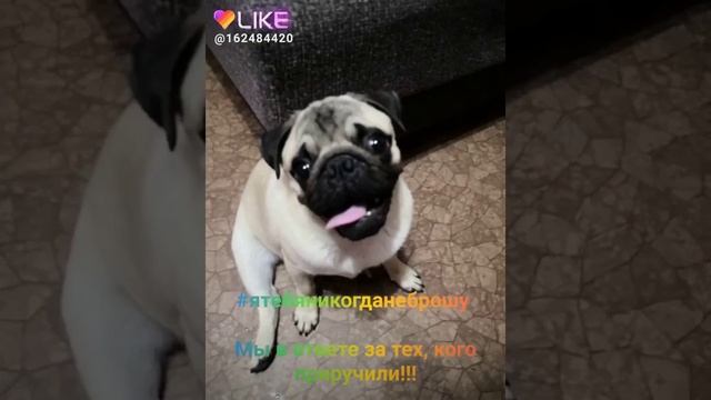 Флеш моб #ятебяникогданеброшу