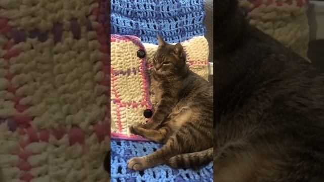 🐾 Стихотворение: «Заботы кота»