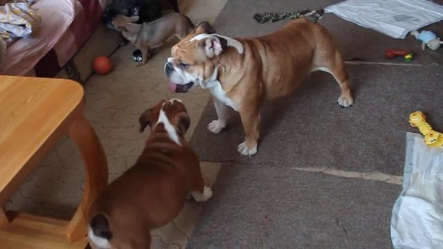 Боня и Бульон смотреть онлайн