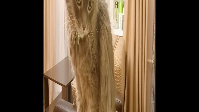 С Добрым утром! Жизнь кошачья