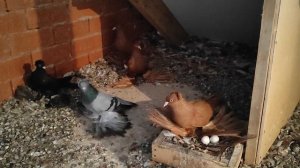 8.01.2025 г Персы Ивана Григорича ч. 2