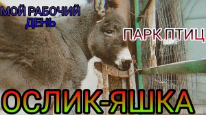 ОДИН  МОЙ РАБОЧИЙ ДЕНЬ. МИНИ ЗООПАРК. ЖИВОТНЫЕ.