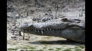 American Alligator or American Crocodile