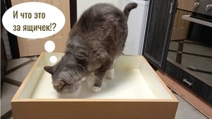 Песочницы и лотки