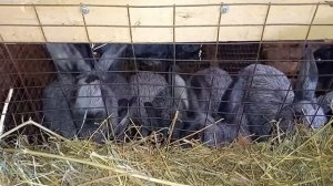 Моим кроликам 3 месяца (Полтавское Серебро)