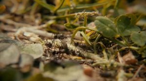 Почему муравьи ходят по цепочке друг за другом?