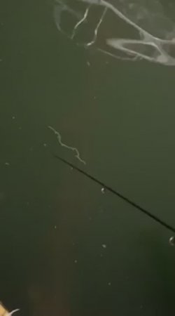Водный Червяк Растворяется За Секунды