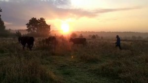 Рассвет над полем. Центральная полоса России. Очень красиво!