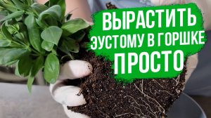 Как вырастить эустому в домашних условиях?