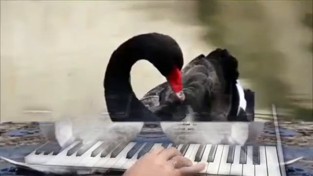 БЕЛЫЙ ЛЕБЕДЬ НА ПРУДУ