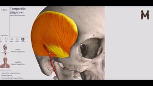 Жевательные мышцы - детальный обзор 3д