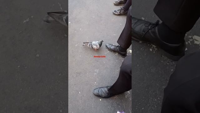 Kewtk смотреть онлайн