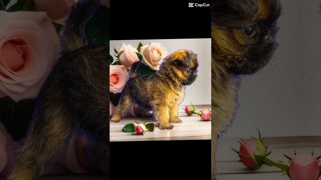 Гриффон классная брюселлечка