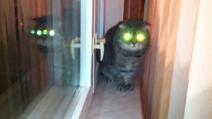 кот демон