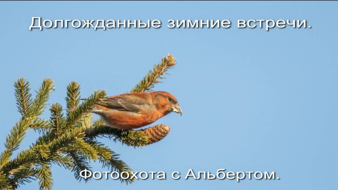Фотоохота с Альбертом. Долгожданные зимние встречи.