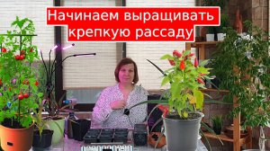 Выращивание здоровой рассады с крепкими корнями