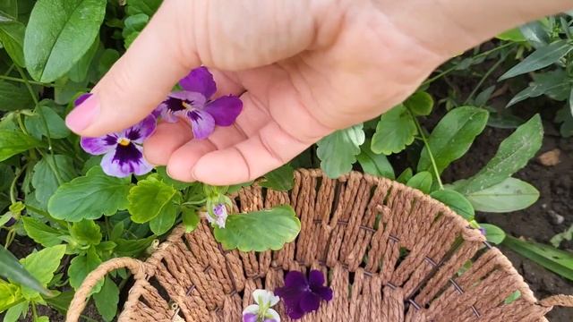 Увлажнение лица домашними средствами. Песочное печенье. Подставка для яиц и держатель для ниток . смотреть онлайн