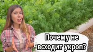 Почему многим не удается вырастить такую простую культуру, как укроп? Простое решение