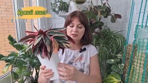 КОРНИ проросли В ДРЕНАЖНЫЕ ОТВЕРСТИЯ - нужна ли пересадка? Пересадка СТРОМАНТЫ на фитильном поливе.