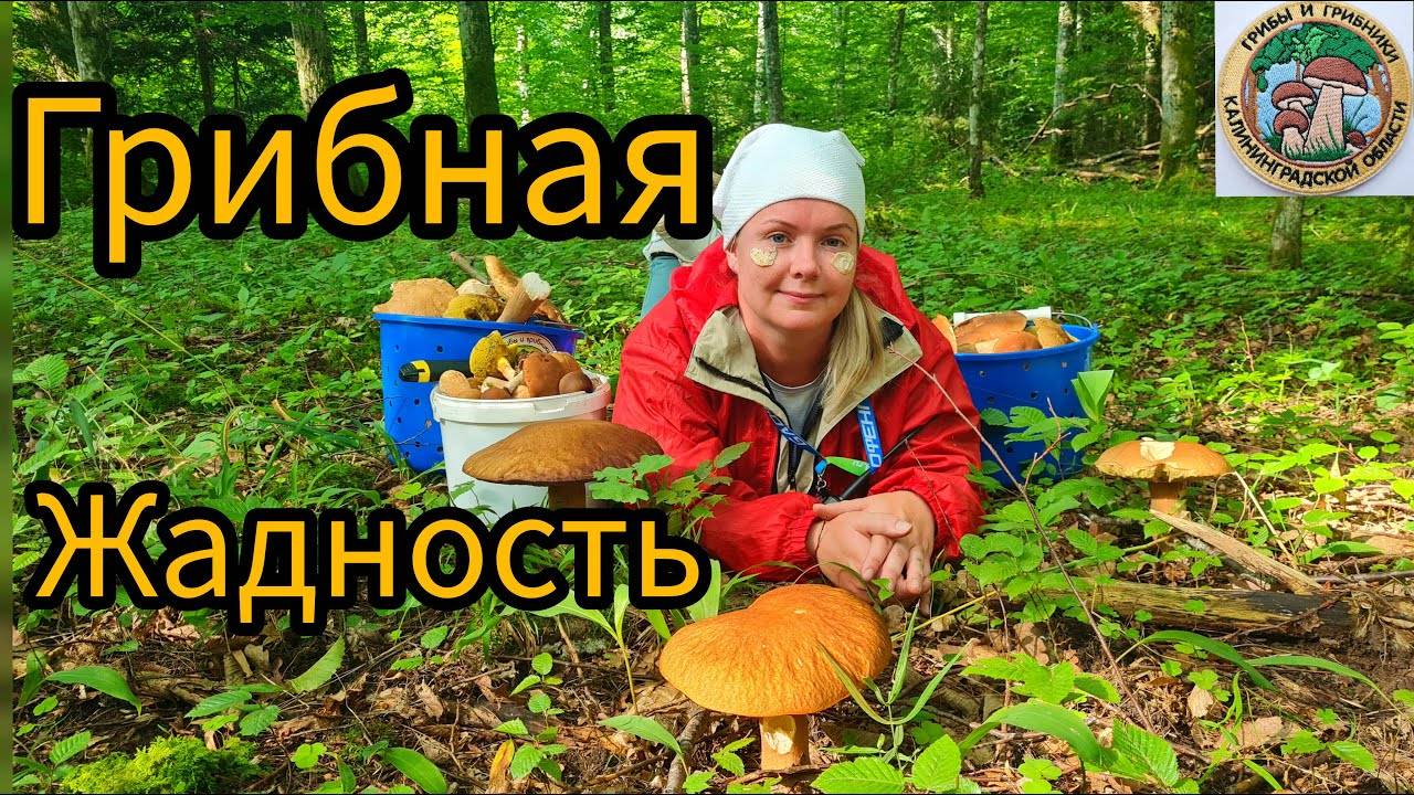 Белые грибы  ЭТО МОЯ ПОЛЯНА  жадность грибника #грибы #белыегрибы #природа #лес #гриб