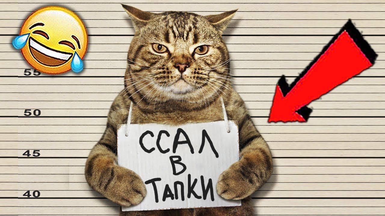 😺 Непослушные котята! 🐈 Видео смешных котят и котов для хорошего настроения! 😻 Приколы 2025