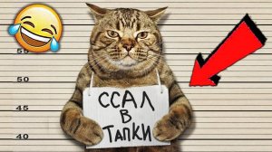 😺 Непослушные котята! 🐈 Видео смешных котят и котов для хорошего настроения! 😻 Приколы 2025