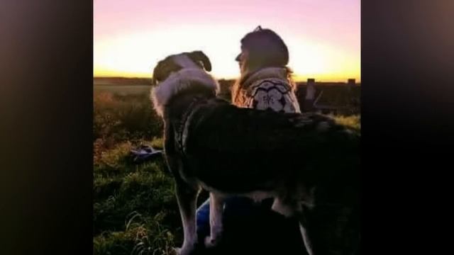 Wolfie's Journey: From Stray to Soul Mate - Takis Shelter
