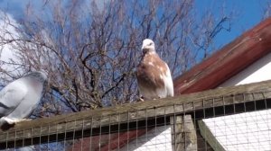 голуби Средней Азии.