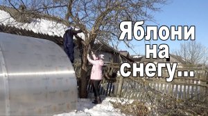 Деревенские будни... Спиливаем старые яблони... работаем в огороде.