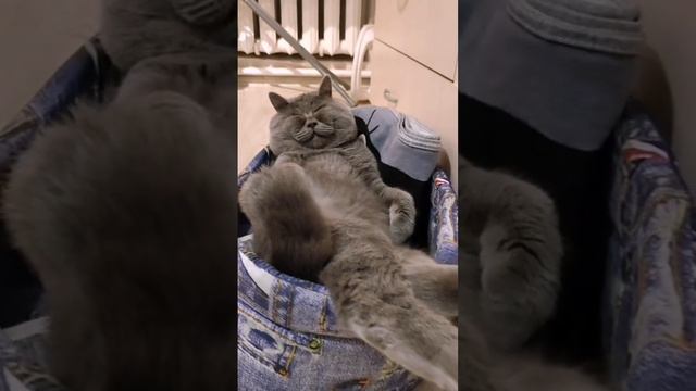 Лижу с закрытыми глазами. #котик #пушистик #юмор #отдых #позитив #приколы #настроение