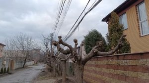 Поллардинг катальп