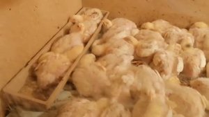 Бройлеры от а до я часть3