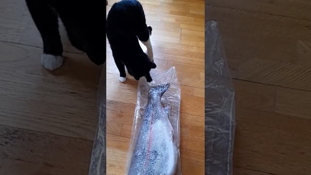 Мои усатые друзья.
