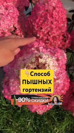 98% садоводов не знают ЭТОТ СЕКРЕТ гортензий