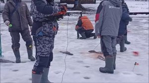 Большое количество поимок форели на запуске. Рыбалка на Верхнем. Клёвое место лосиный остров