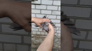 Мраморная голубка