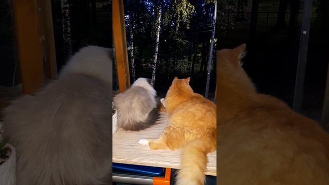 Вечерние посиделки #кот #catlover #котик #животные #cat #kitty #юмор #кошка #kitten #подпишись
