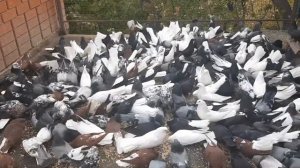 Важная информация по ярмаркам голубей в Ростовской области. Кормлю голубей вечером. Pigeon Fair.