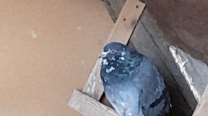 Николаевские голуби.Березниговатские и Рагулинские.