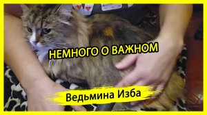 НЕМНОГО О ВАЖНОМ. #ВЕДЬМИНАИЗБА ▶️ #МАГИЯ