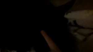 Скотч терьер 2 часть