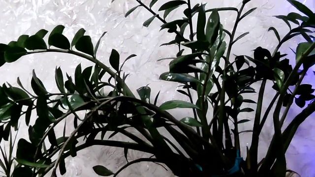 У сестры в гостях //встреча //застолье //общение // смотреть онлайн