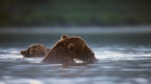 Невероятная дикая природа в потрясающем разрешении