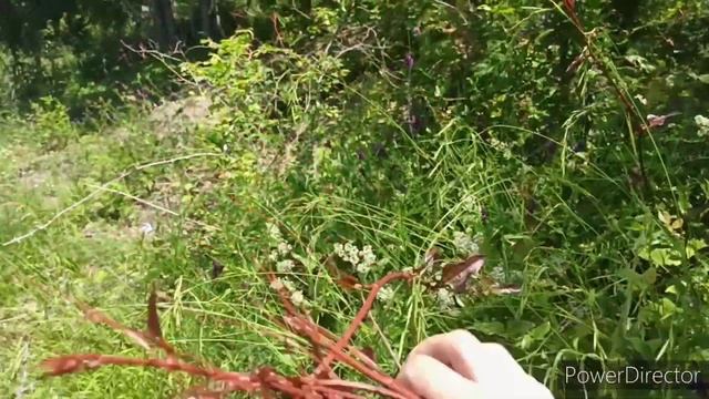 Дикая яичница смотреть онлайн