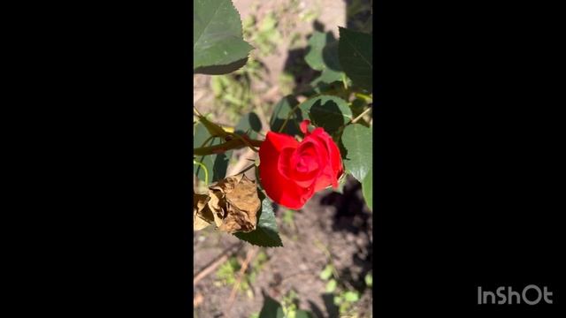 СЧАСТЬЕ В МЕЛОЧАХ! ❤️#готовимслюбовью #рецепт #готовимдома #пельмени#вкусно #дача#цветынадаче смотреть онлайн