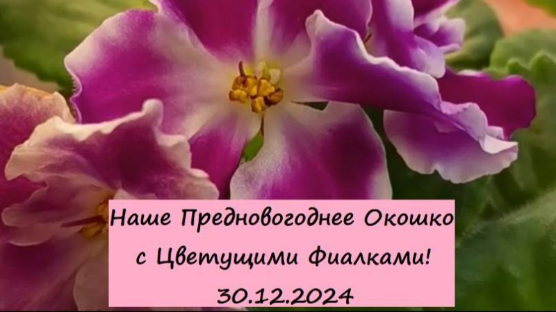 Наше Предновогоднее Окошко с Цветущими Фиалками! 30.12.2024