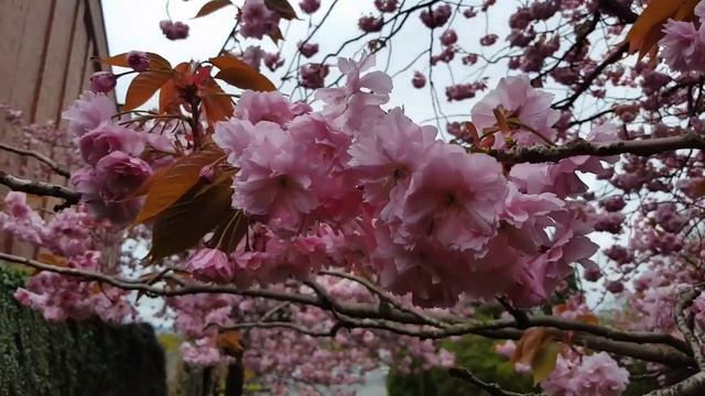 БЛИЗНЕЦЫ - ГОРОСКОП на АПРЕЛЬ 2021 смотреть онлайн