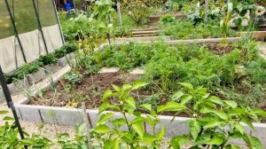 Собираем урожай  Гогошар/ Кабачки  с куркумой/  Готовим  огород  к зиме.