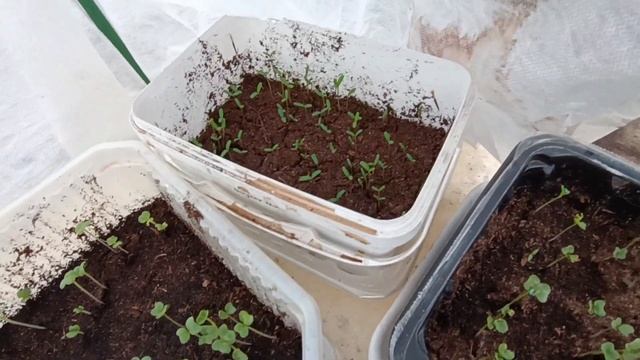 #73#  Весенние хлопоты в деревне Обрезка, обработка