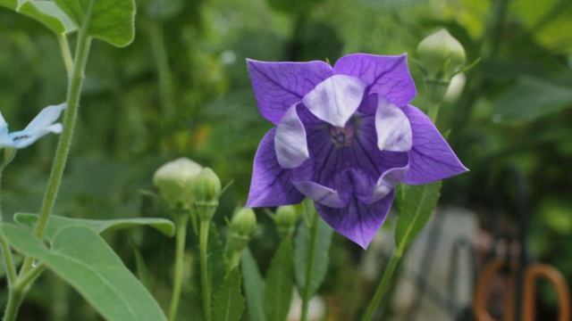 小さな窓の花ごよみ 972 フェンネルと桔梗 ♪ 夢見る人 ：Shaylee♪ смотреть онлайн